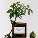 Bougie Roma Heirloom Tomato - Flamingo Estate